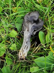 Helvella lacunosa