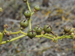 Ruta angustifolia
