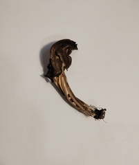 Helvella lacunosa