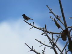 Sporophila lineola