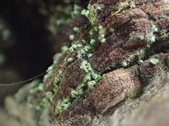 Caloplaca obscurella