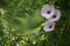 Ipomoea cairica