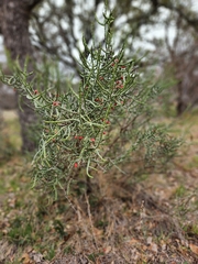 Cylindropuntia leptocaulis