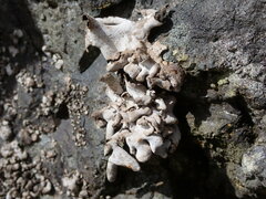 Dermatocarpon miniatum