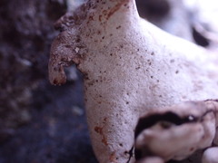 Dermatocarpon miniatum