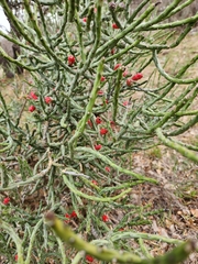 Cylindropuntia leptocaulis
