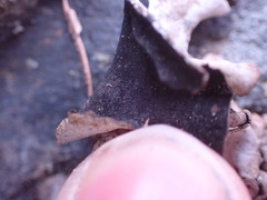 Dermatocarpon miniatum