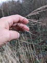 Deschampsia cespitosa