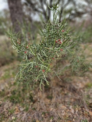 Cylindropuntia leptocaulis