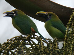 Aulacorhynchus prasinus caeruleogularis