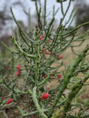 Cylindropuntia leptocaulis