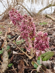 Petasites hybridus