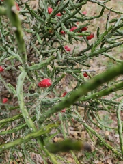 Cylindropuntia leptocaulis