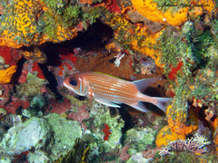 Holocentrus adscensionis