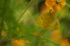 Phoebis philea