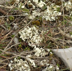 Cladonia foliacea