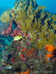 Millepora complanata