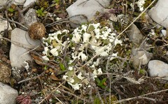 Cladonia foliacea