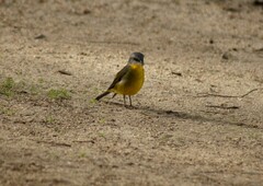 Eopsaltria australis australis