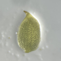 Pleuridium acuminatum