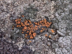Polycauliona luteominia