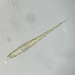 Pleuridium acuminatum