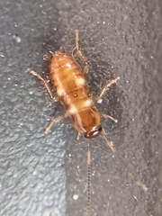 Periplaneta fuliginosa