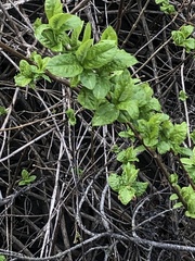 Lonicera involucrata