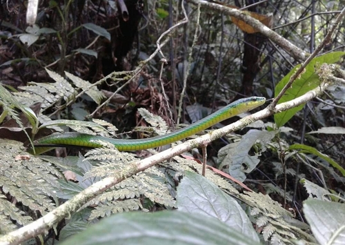 Leptophis modestus image