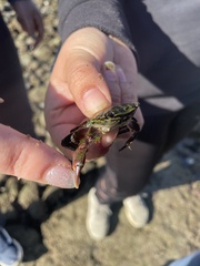 Pachygrapsus