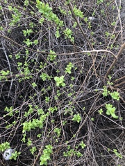 Lonicera involucrata