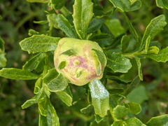 Rhopalomyia californica