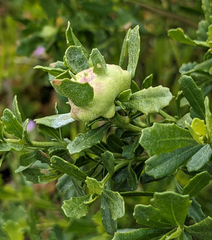 Rhopalomyia californica