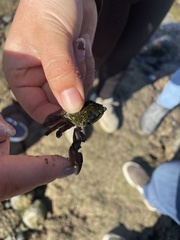Pachygrapsus
