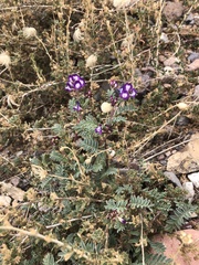 Astragalus nuttallianus
