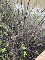 Lonicera involucrata