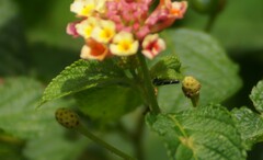 Macugonalia leucomelas