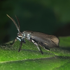 Urodidae