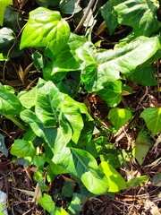 Arum dioscoridis