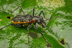 Odontochilina