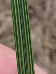 Deschampsia cespitosa