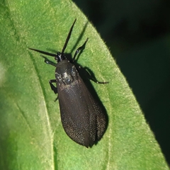 Urodidae