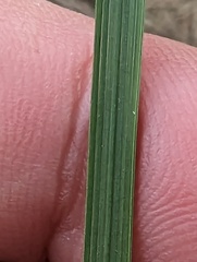 Deschampsia cespitosa