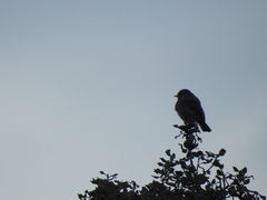 Phoenicurus ochruros