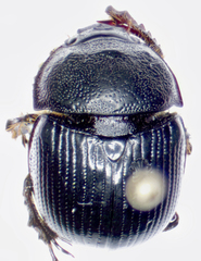 Odonteus falli