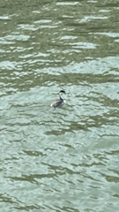 Aechmophorus occidentalis