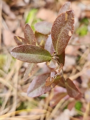 Chamaedaphne calyculata