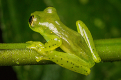 Espadarana prosoblepon