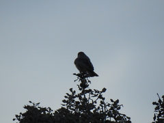 Phoenicurus ochruros