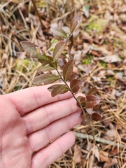 Chamaedaphne calyculata